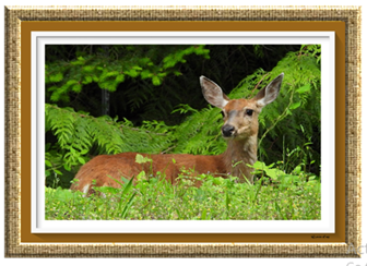 Deer Laying - Greeting Card