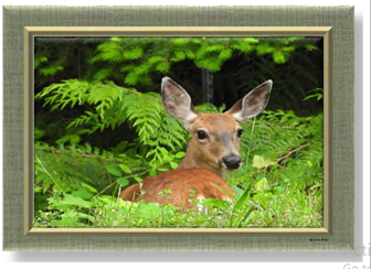 Deer Looking - Greeting Card