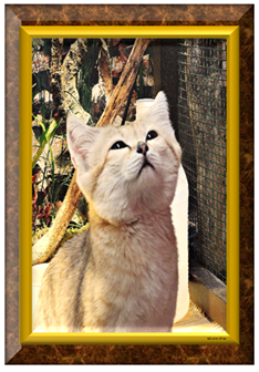 Dessert Sand Kat - Greeting Card