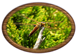 Dragonfly - Greeting Card