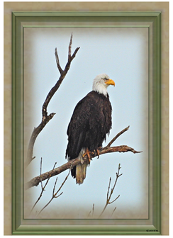 Eagle Right - Greeting Card