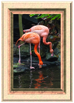 Flamingos - Greeting Card