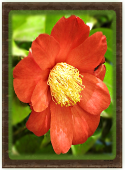 Hawaiian Orange Yellow - Greeting Card