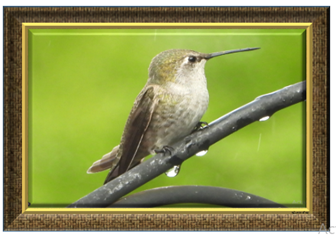 Hummer & Raindrops - Greeting Card