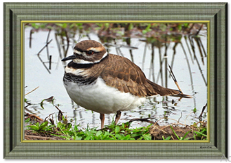 Killdeer - Greeting Card