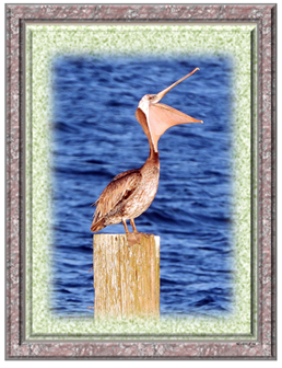 Laughing Pelican - Greeting Card