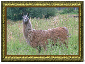 Llama - Greeting Card