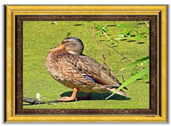 Mallard Ooze - Greeting Card