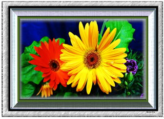 Mixed Gerber Daisies - Greeting Card