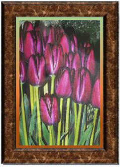 Negro Tulips - Greeting Card