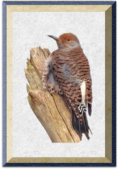 Northern Flicker - Greeting Card