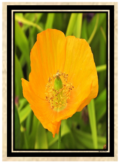 Orange Poppy - Greeting Card