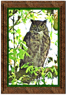 Owl - Greeting Card