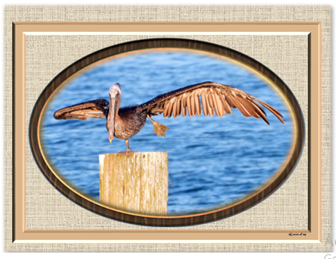 Pelican Stretch - Greeting Card