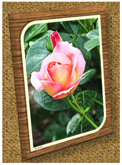 Pink Rose - Greeting Card