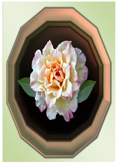 Pink White Rose - Greeting Card