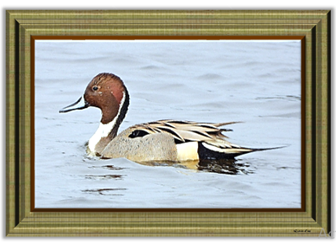 Pintail Duck - Greeting Card