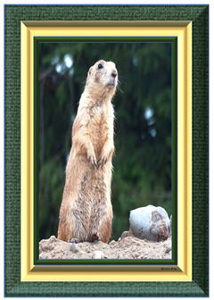 Prairie Dog - Greeting Card