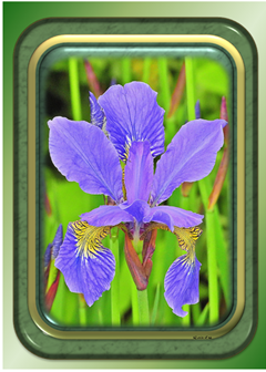 Purple Iris - Greeting Card