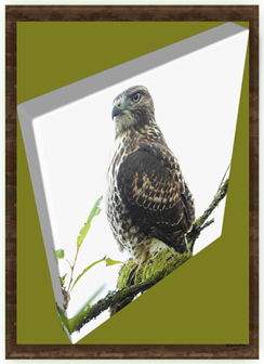 Red Tail Hawk - Greeting Card