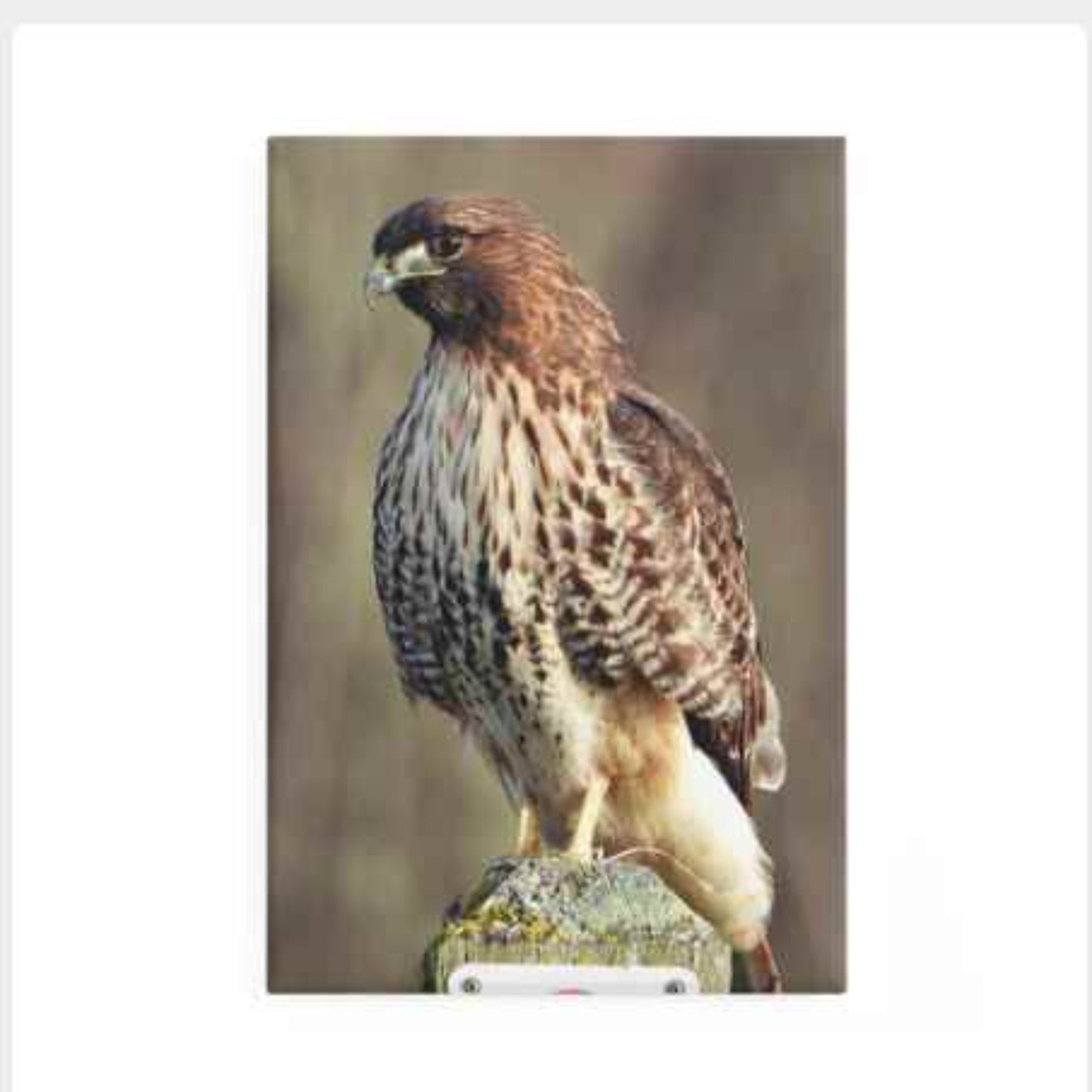 Red Tail Resting - Refrigerator Magnet