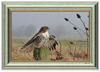 Red Tail & Thistle - Greeting Card