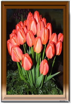 Red Tulips - Greeting Card