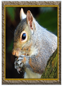 Squirrel Eating - Greeting Card