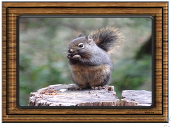 Squirrel on Stump - Greeting Card