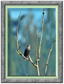 Starling - Greeting Card