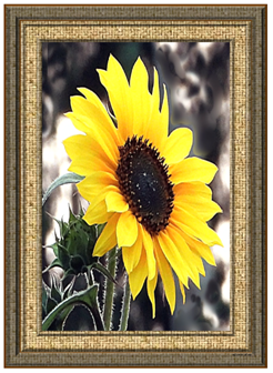 Sunflower - Greeting Card