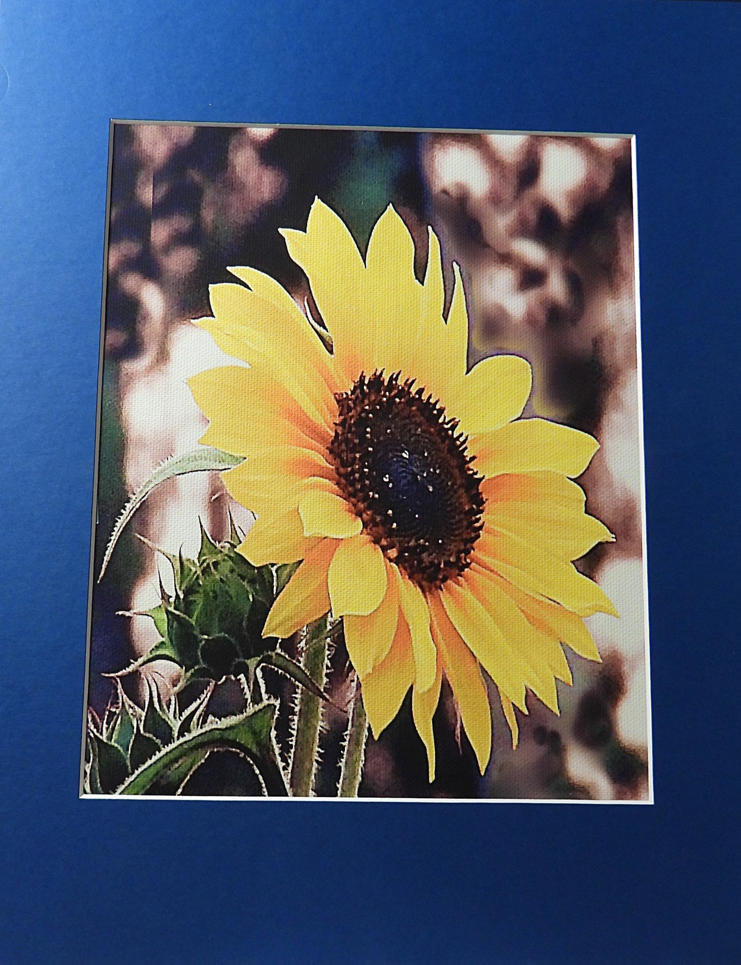 Sunflower - Framed Print