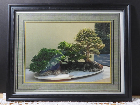 Bonsai Tranquility - Framed Print