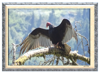 Turkey Vulture - Greeting Card