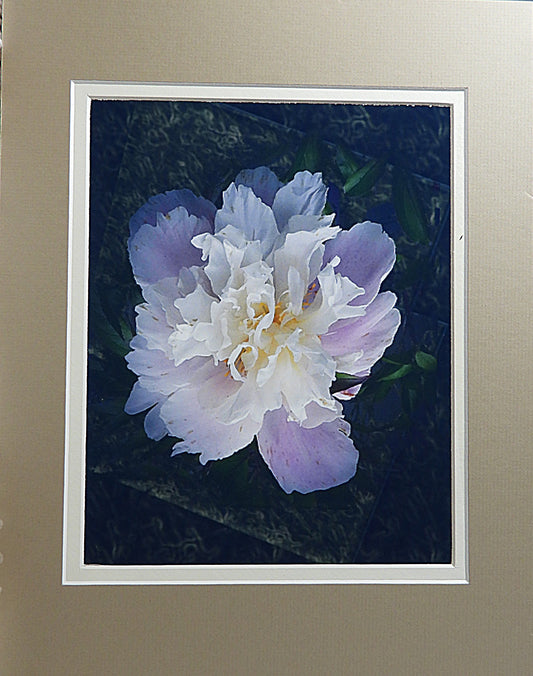 Peony - Framed Print