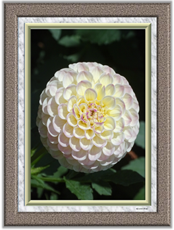 White & Lavender Dahlia - Greeting Card