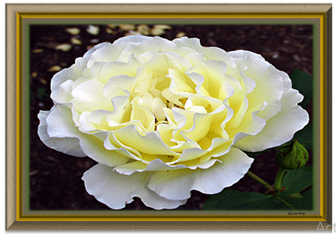 White Rose - Greeting Card