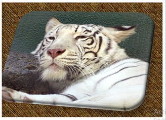 White Tiger - Greeting Card