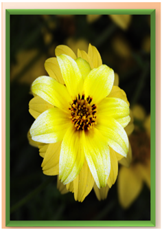 Yellow Daisy Layered - Greeting Card