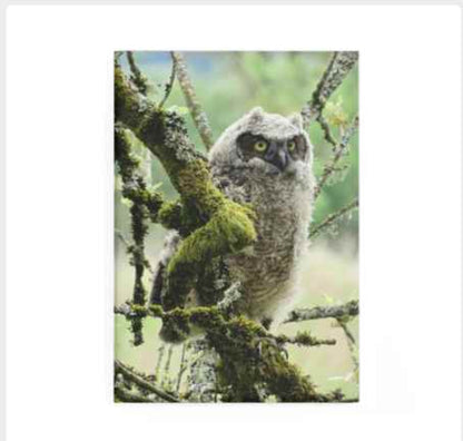 Young Owl - Refrigerator Magnet