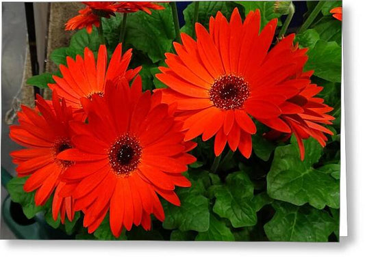 Red Gerbers - Greeting Card