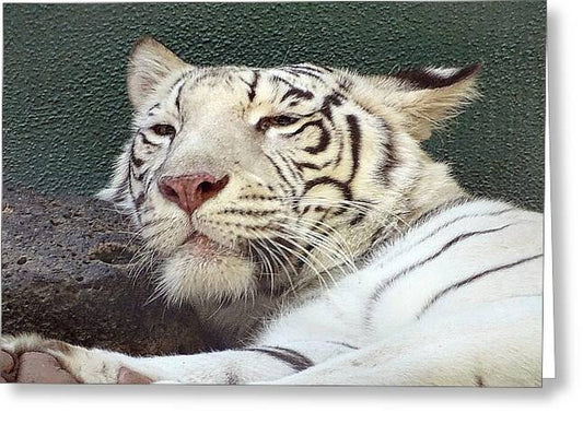White Tiger - Greeting Card