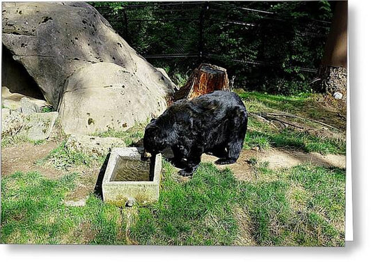 Thirsty Bear 1 - Greeting Card