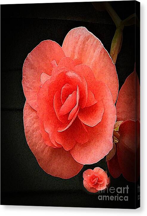 Begonia Twin - Canvas Print