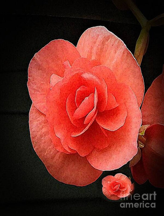 Begonia Twin - Art Print