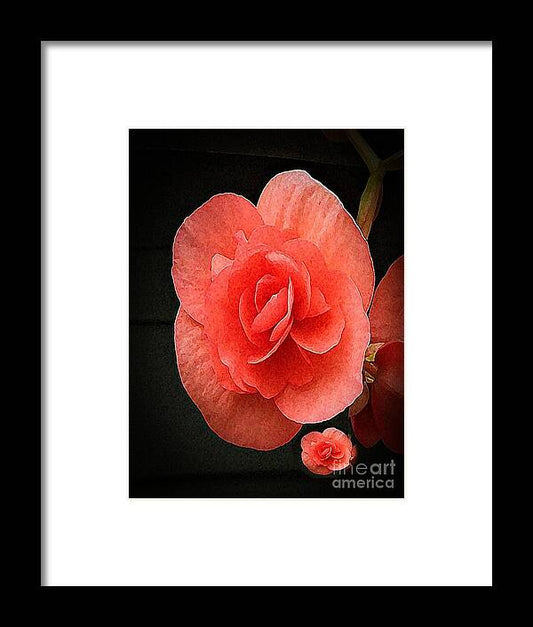 Begonia Twin - Framed Print