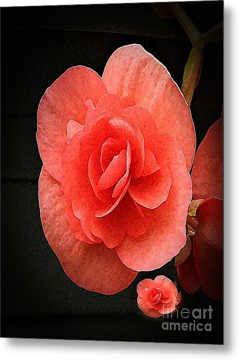 Begonia Twin - Metal Print