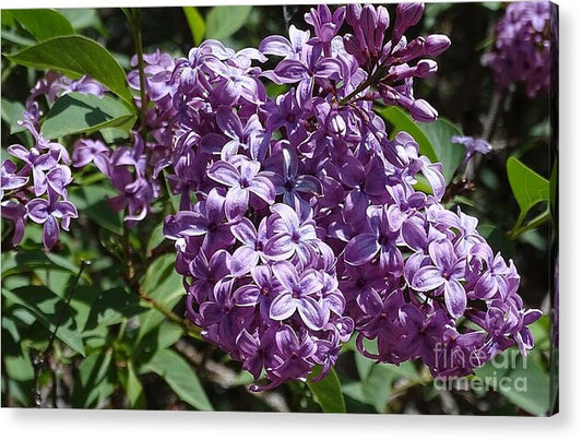 Chinensis - Acrylic Print
