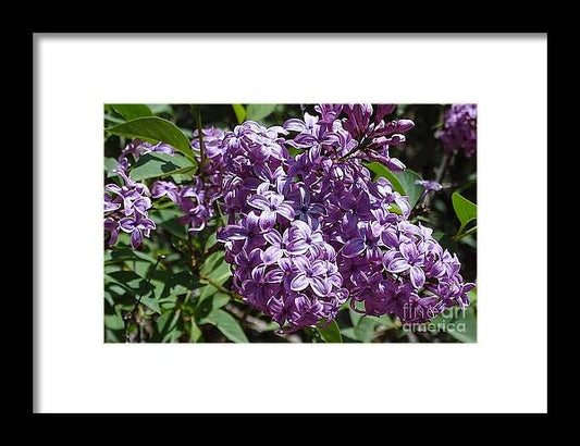 Chinensis - Framed Print