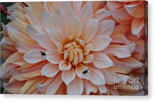 Dahlia Flies - Canvas Print